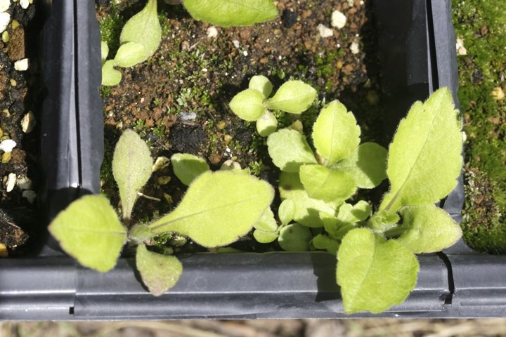 オトコエシの発芽