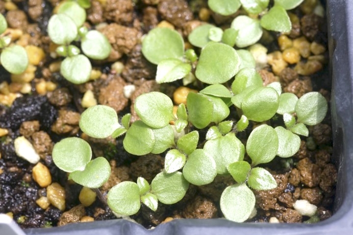 キツネノマゴの発芽