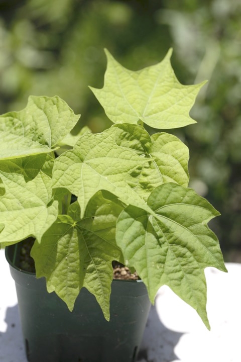 ウリノキの発芽