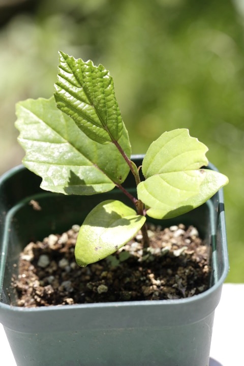 マンサクの発芽