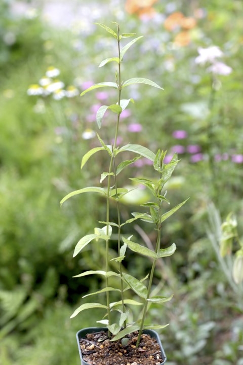 クサレダマの発芽