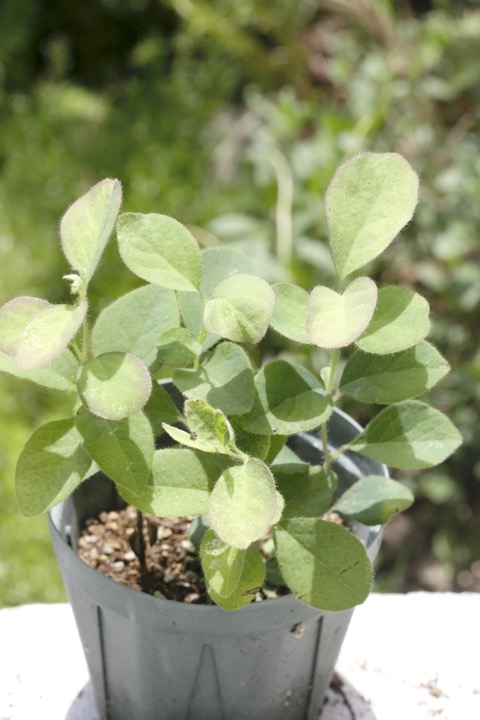 ２年目のウグイスカグラ