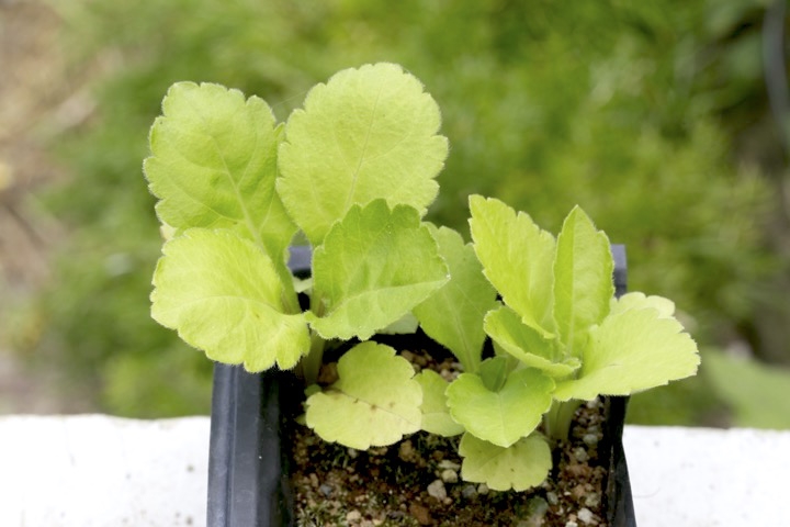 オトコエシの発芽