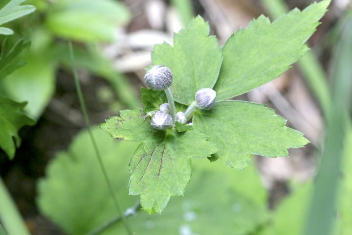 シュウメイギクの蕾