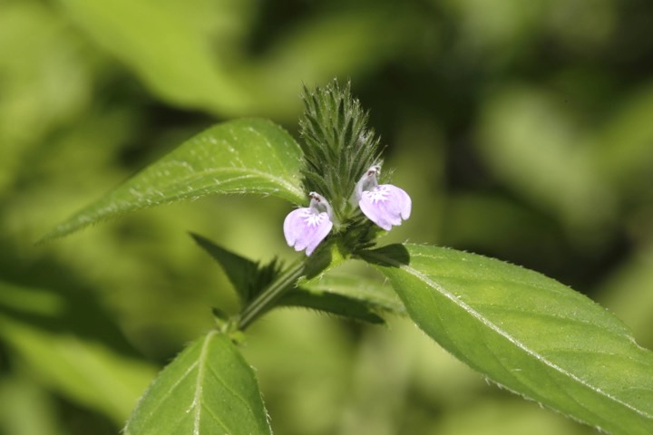 キツネノマゴの開花