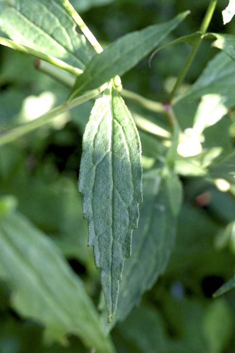 シロヨメナの葉