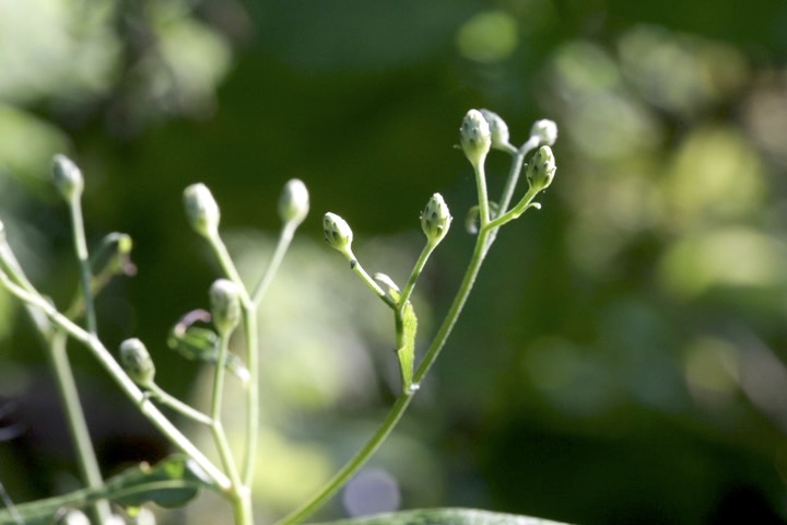 シロヨメナの蕾