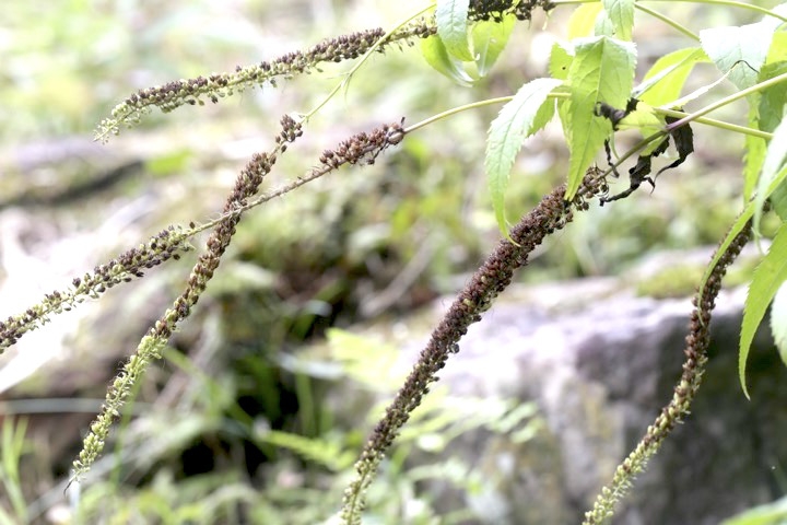クガイソウの実