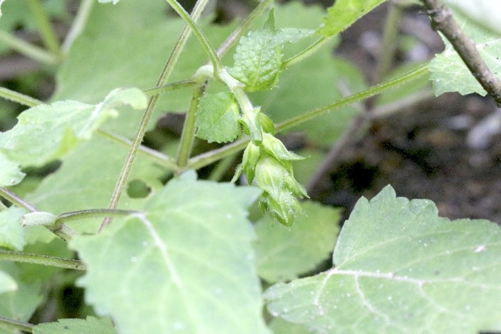 キバナアキギリの蕾