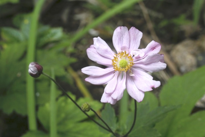 シュウメイギクの開花