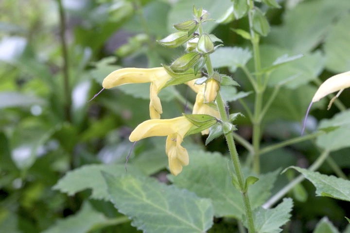 キバナアキギリの開花