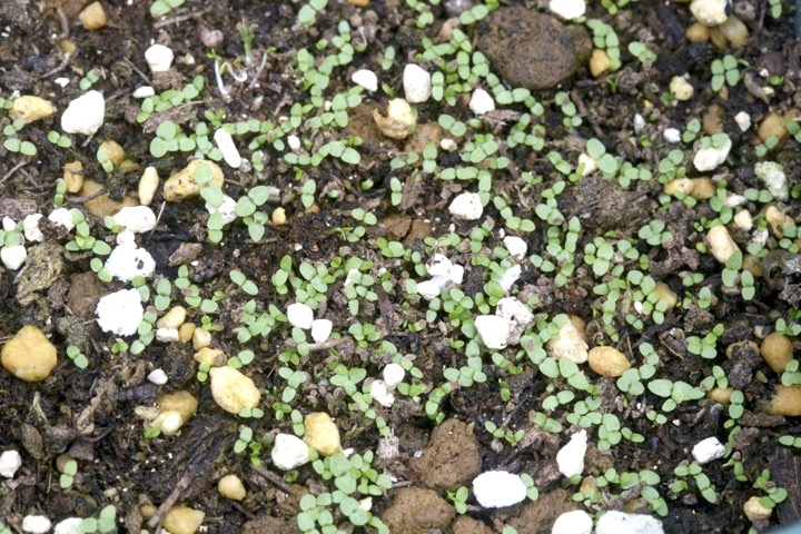 クガイソウの発芽