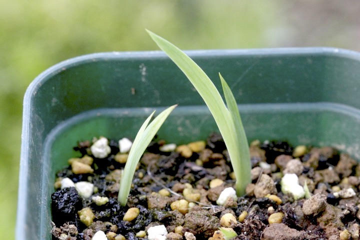 イチハツの発芽