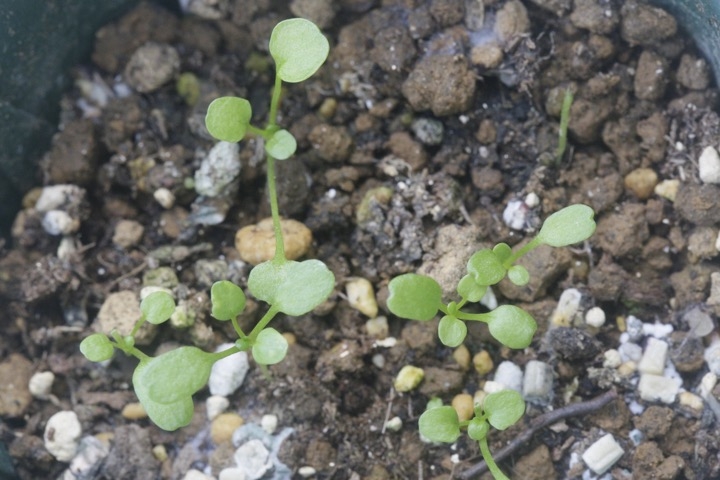 イオノプシジウムの発芽