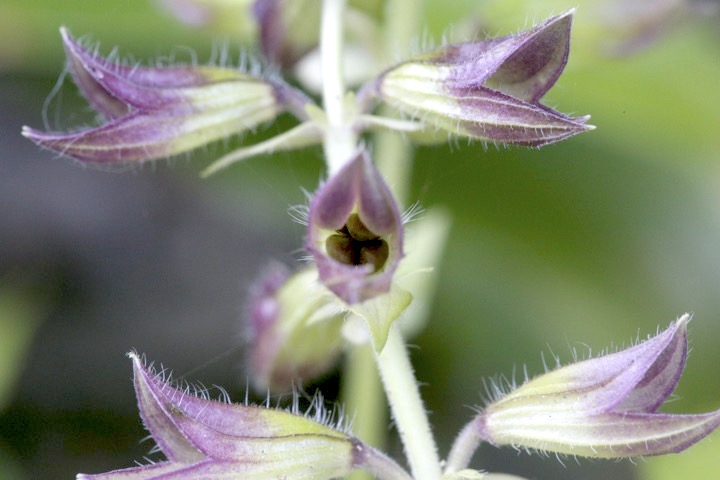 キバナアキギリの実