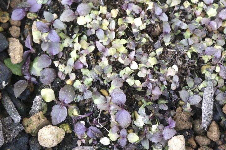 クガイソウの発芽