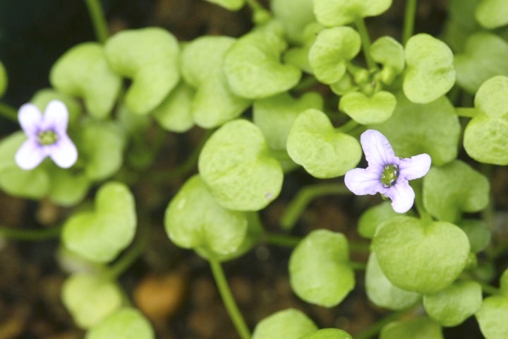 イオノプシジウムの開花