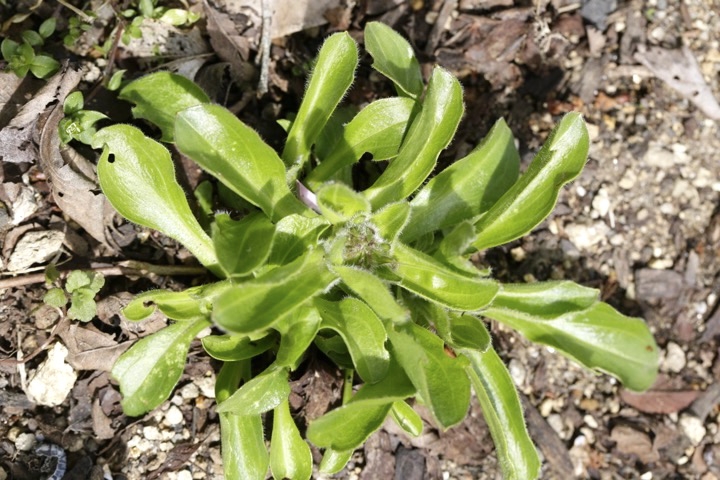 アズマギクの芽生え
