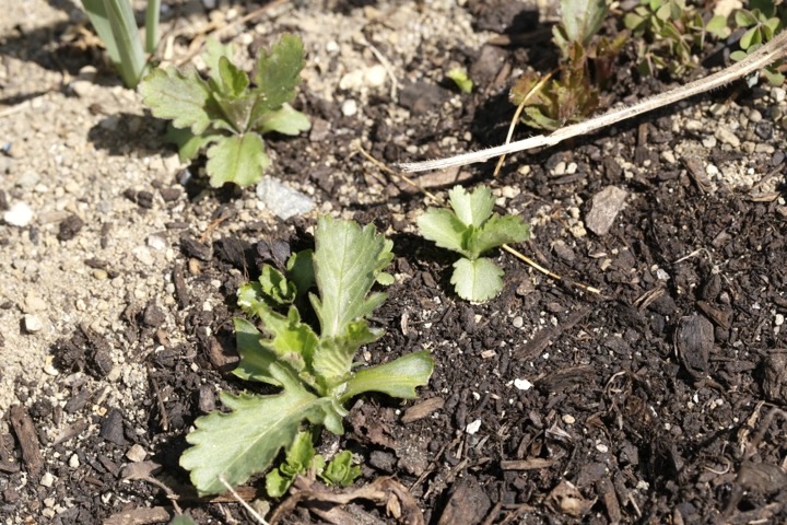 オトコエシの芽生え