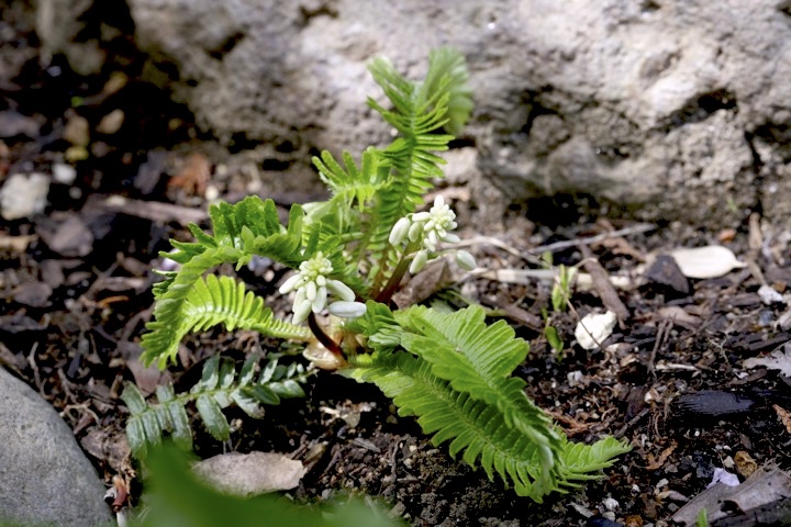 オサバグサの蕾