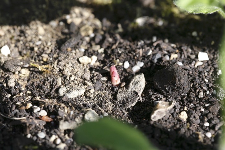 クサレダマの芽生え
