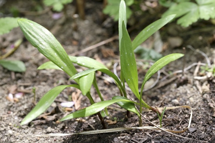 ギョウジャニンニクの芽生え