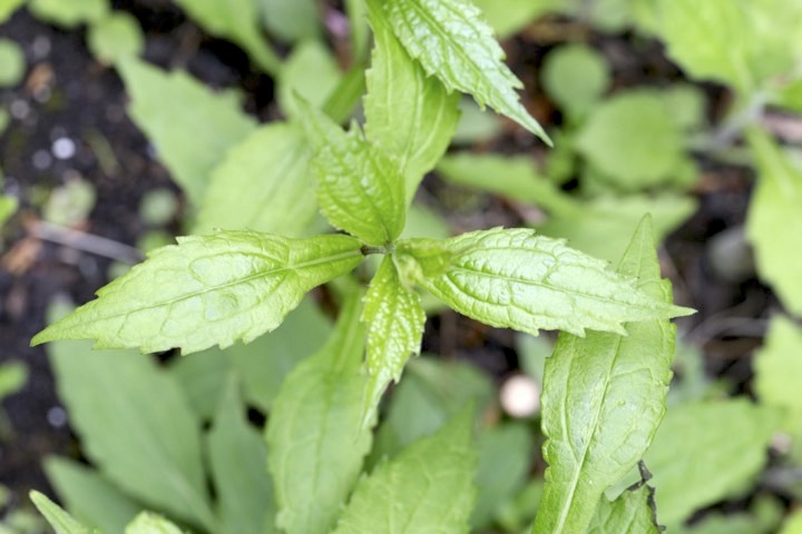 シロヨメナの芽生え