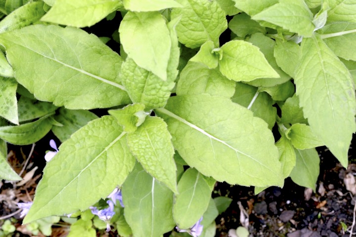 ゴマナの芽生え