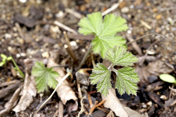 シュウメイギクの芽生え