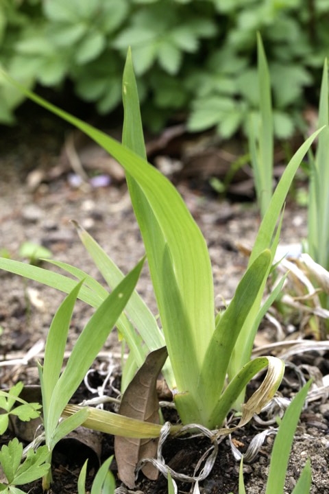 イチハツの芽生え