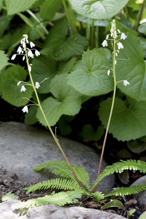 オサバグサの開花