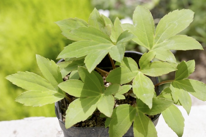 ３年目のイワヤツデ