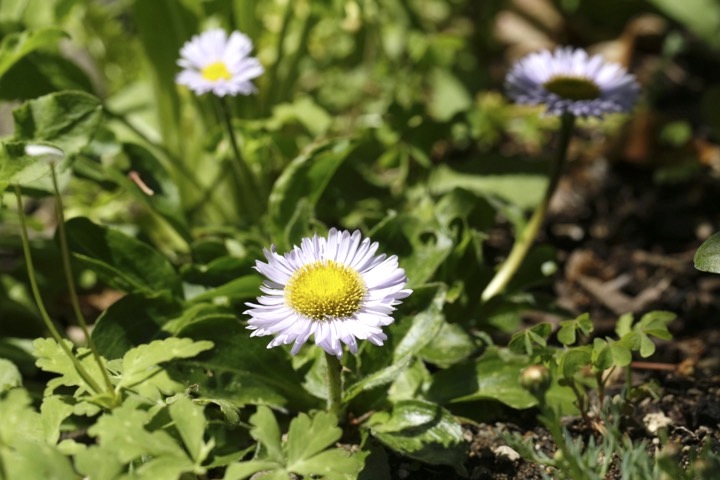 アズマギクの開花