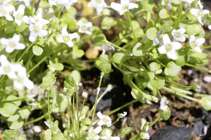 イオノプシジウムの実