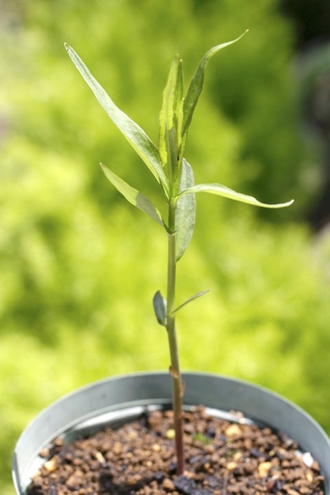 クサレダマの芽生え