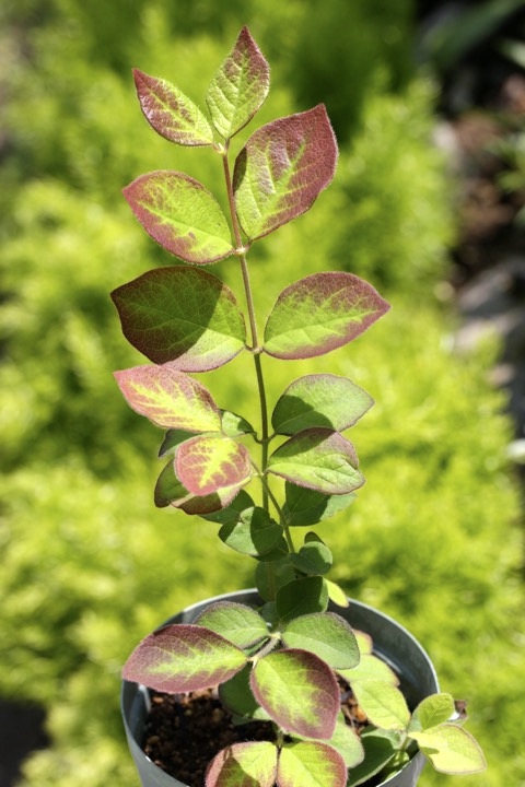 ３年目のウグイスカグラ