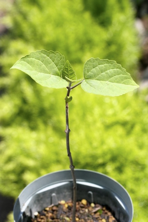 ２年目のクサギ