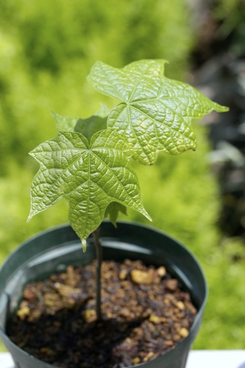 ２年目のウリノキ