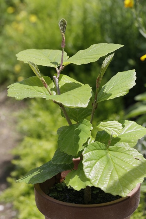 ２年目のマンサク