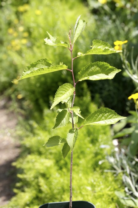 ２年目のシキザクラ