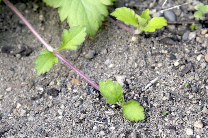オトコエシの匍匐枝