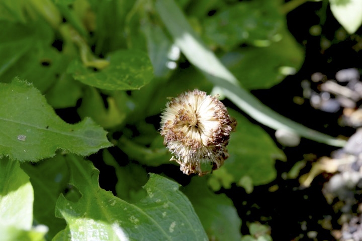 アズマギクの実