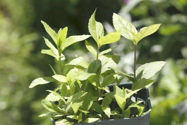 ２年目のクガイソウ