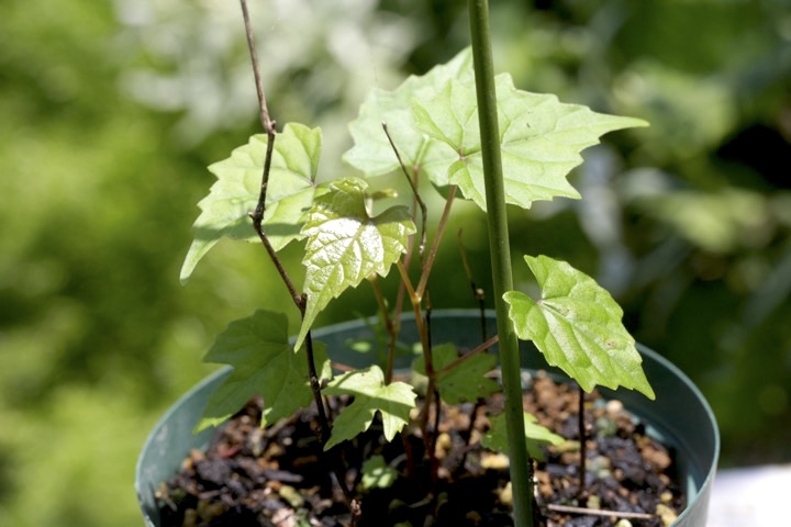 ２年目のサンカクヅル