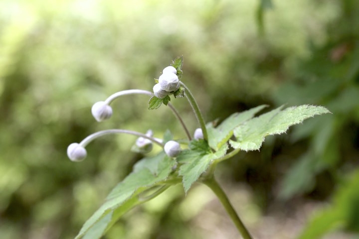 シュウメイギクの蕾