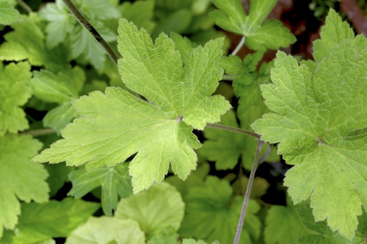 シュウメイギクの葉