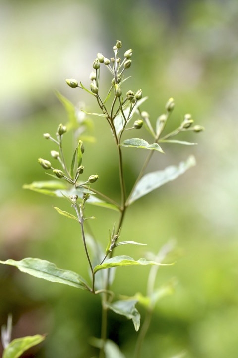 クサレダマの蕾