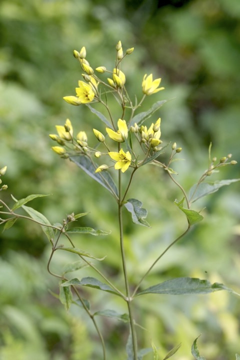 クサレダマの開花