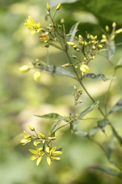 クサレダマの開花