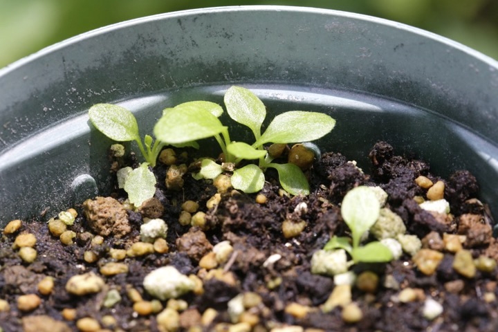 アズマギクの発芽